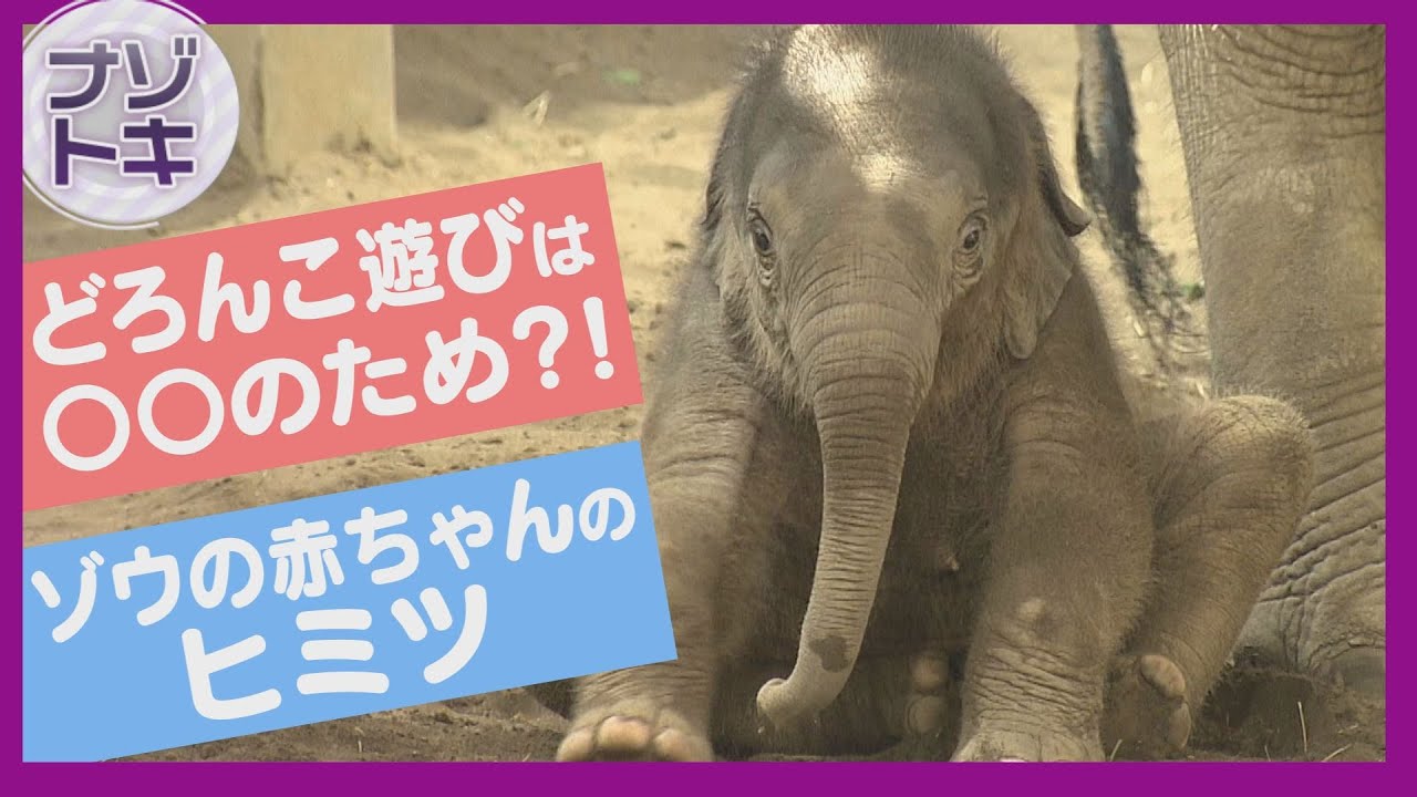 すぐに大きくなる赤ちゃんゾウの謎～どろんこ遊びは何のため？　札幌・円山動物園