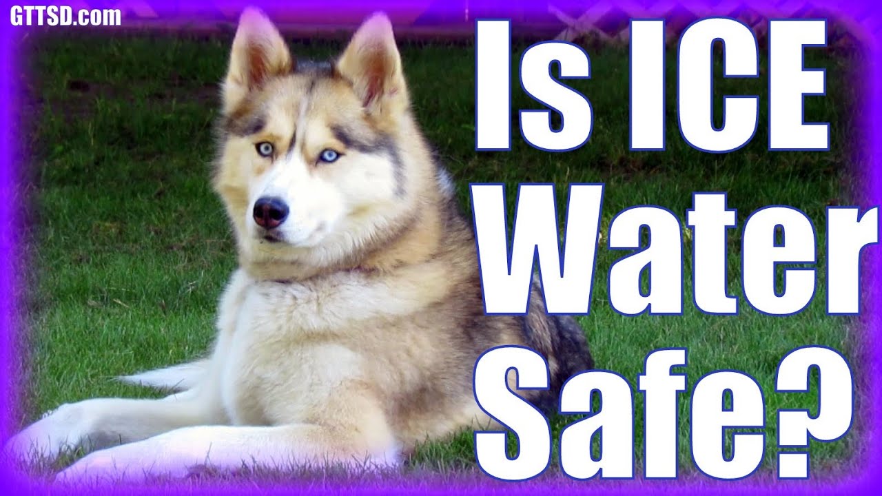Is ICE WATER SAFE for DOGS? | Fan Friday 159