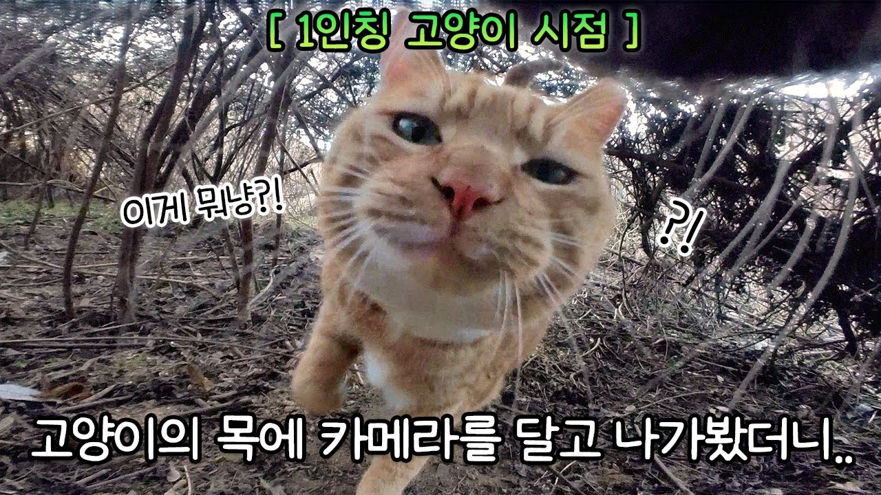 카메라를 달고 사라진 고양이가 찍어온 영상.📷
