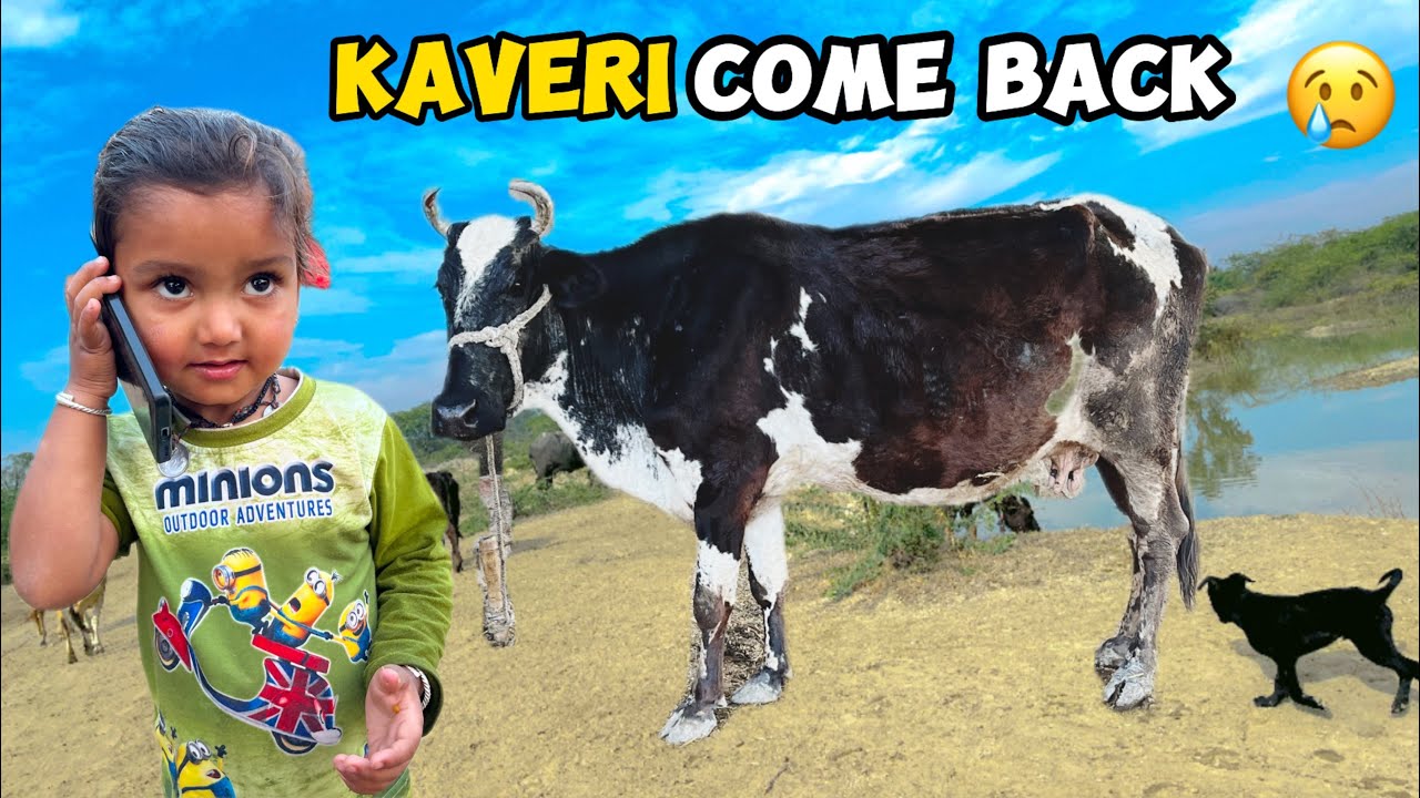 Kaveri Comeback Ke Lia Phone Laga Diya🐄Mangli Ko Ship Or Bakriya Dikha Di