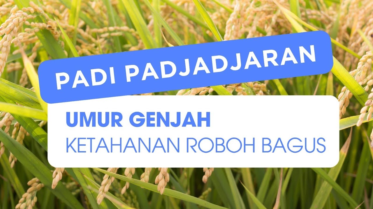 Padi Padjajaran Agritan || Padi Umur Pendek dengan Cita Rasa Pulen || Varietas Padi Unggul Nasional