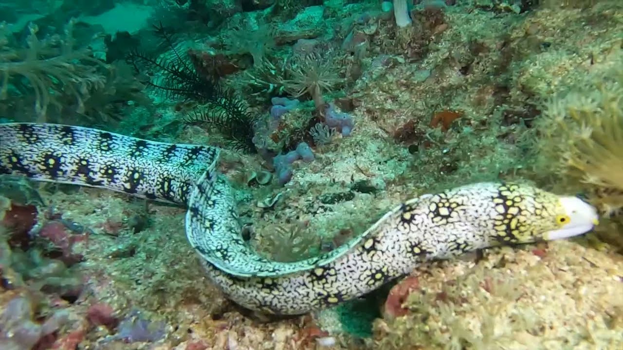 2025 Tauchen Philippinen (Malapascua, Coron, ElNido)