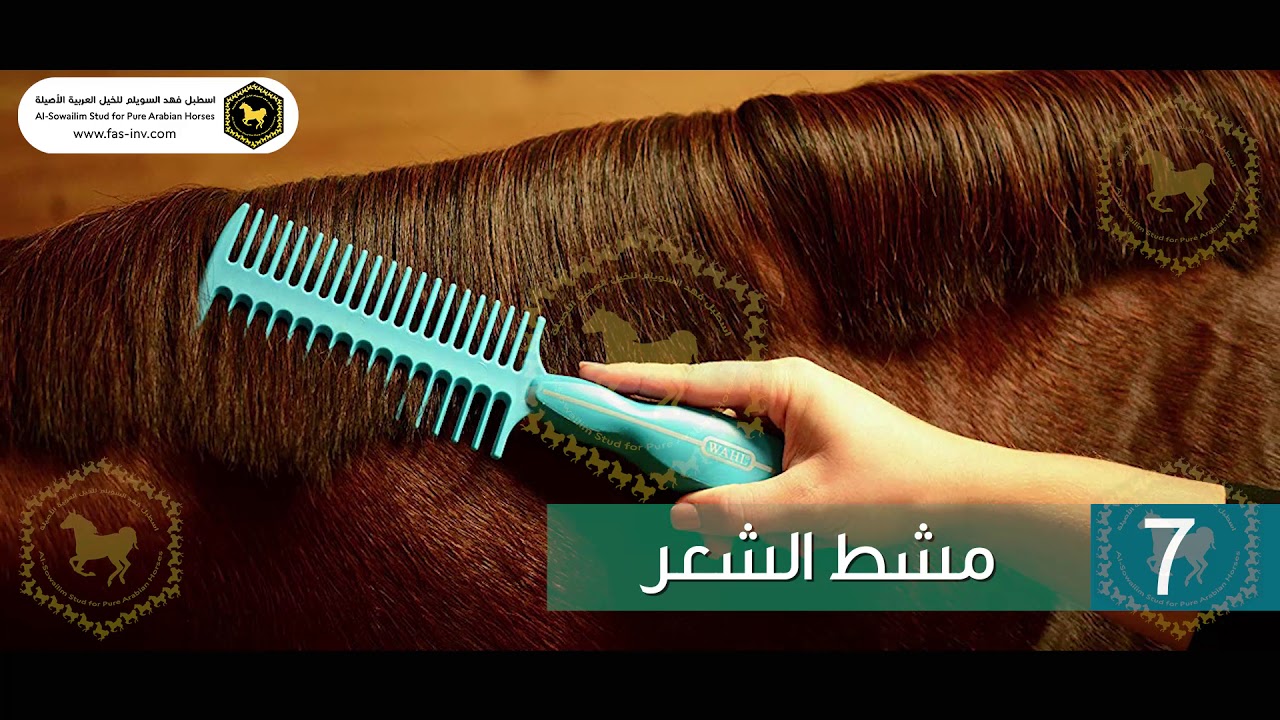 أدوات الخيل وفوائدها وطريقة استخدامها