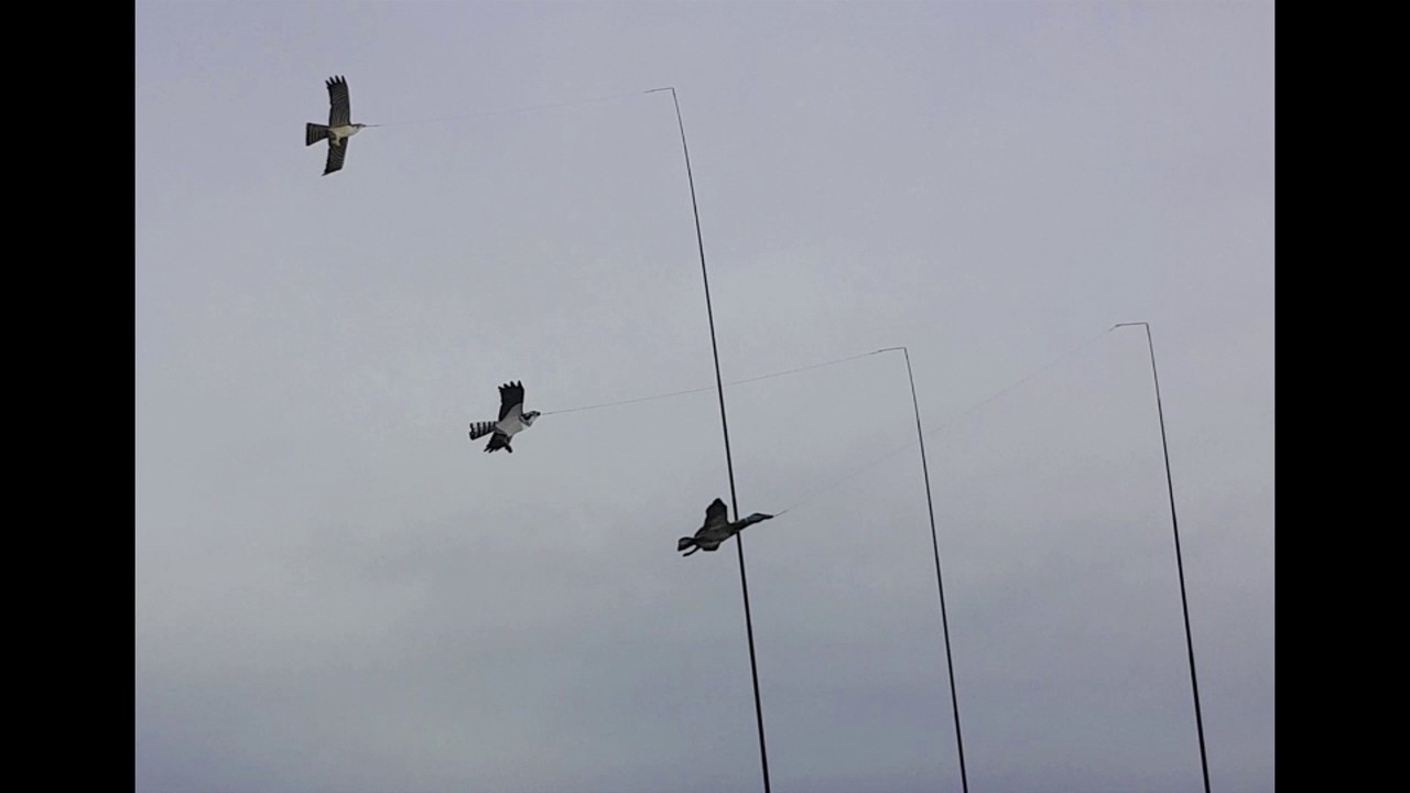 Predator and decoy bird kites