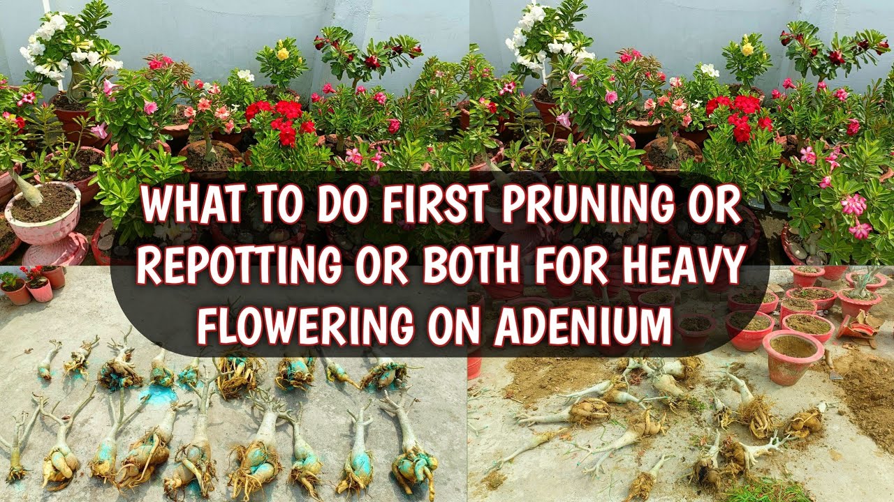 WHAT TO DO FIRST PRUNING OR REPOTTING ( BOTH ) ADENIUM FOR HEAVY FLOWERING 🌸🌸| ADENIUM PLANT CARE 🌸🌸
