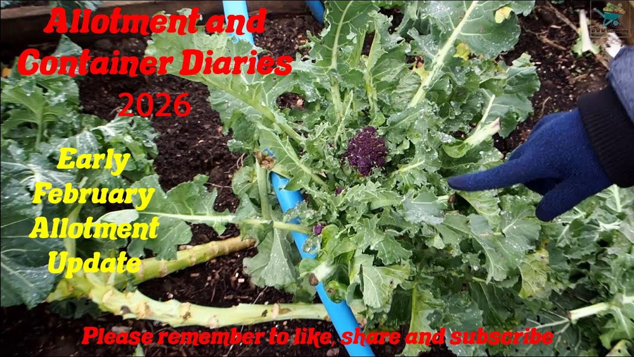 D.W.W. Gardening 2026 - Early February Allotment Update