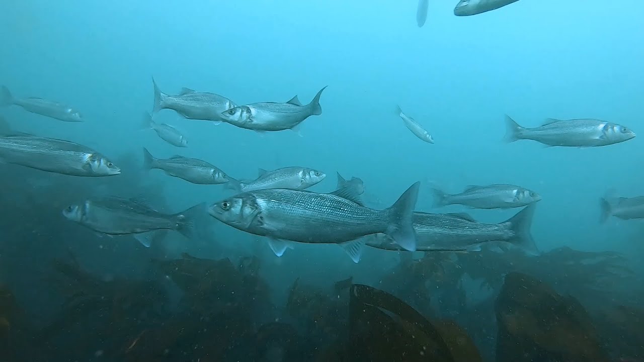Août 2021 - Grande concentration de bars aux 7 Îles