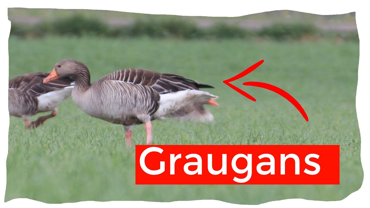 Graug&auml;nse auf Wiese und Feld | Ornithologie f&uuml;r Anf&auml;nger Graugans