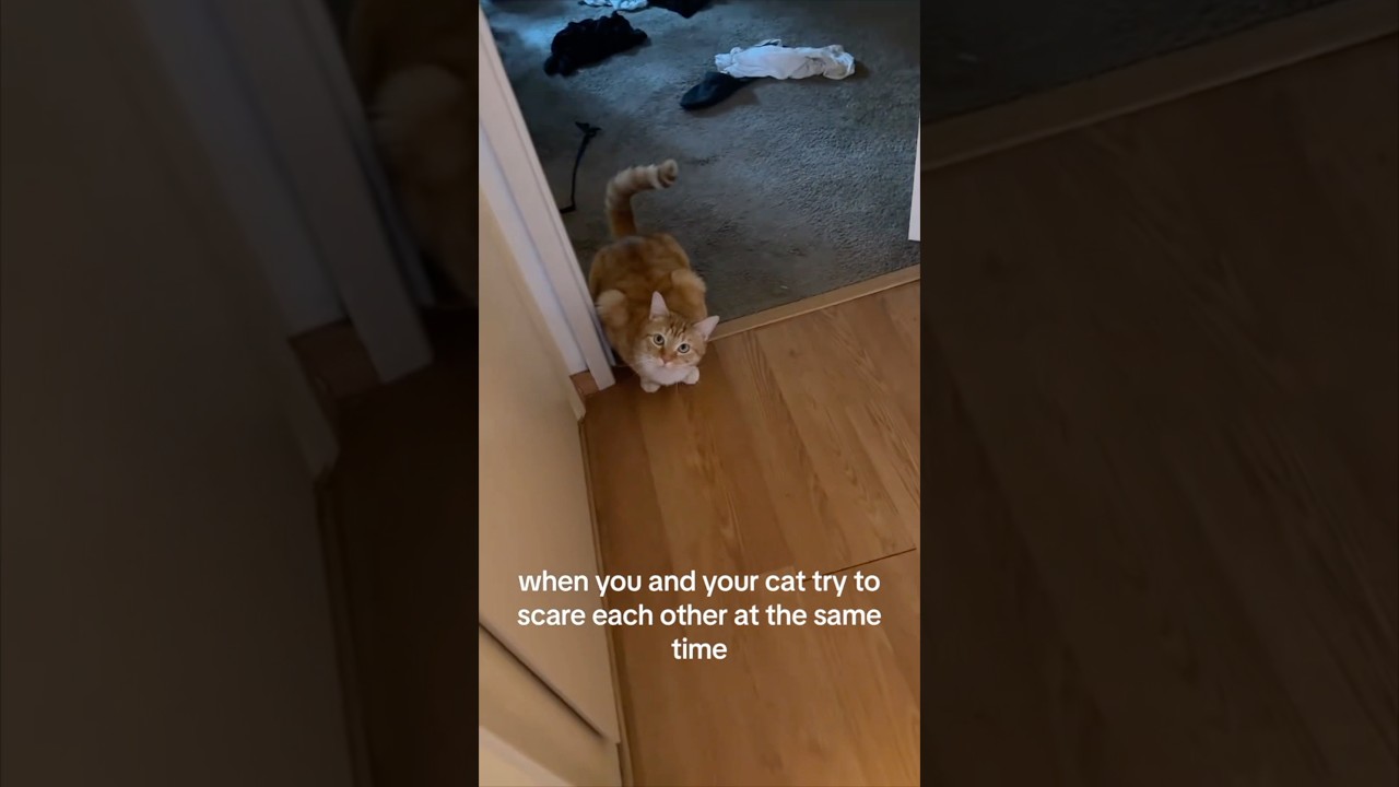 His cat always tries to scare him in the house 😂