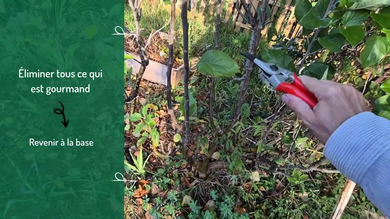 La taille des fruitiers, citronniers, pommiers, abricotiers, cerisiers