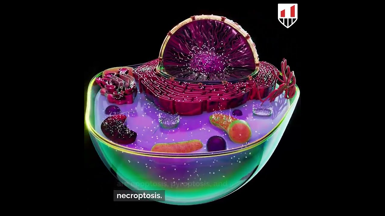 The Basics of Programmed Cell Death