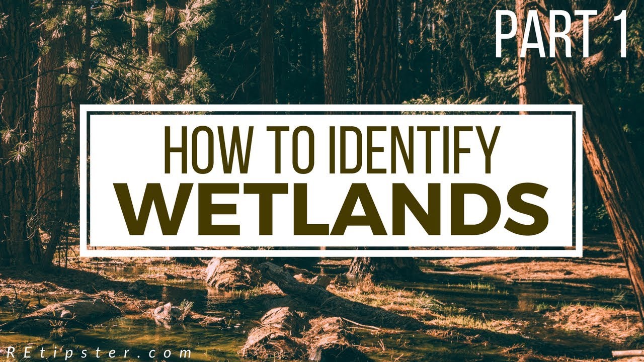 How to Identify (and Avoid) Wetlands - Part 1
