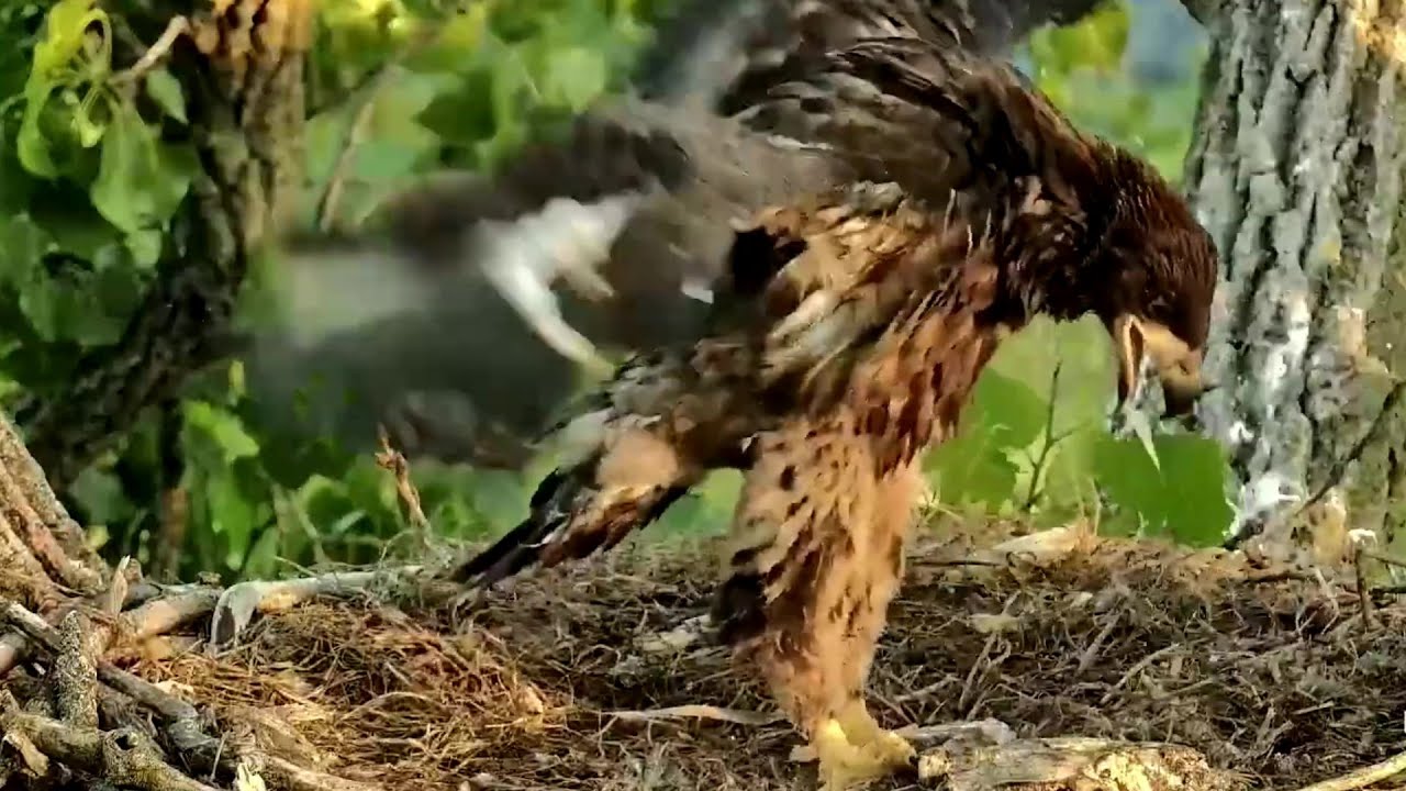 Docorah Eagles~DH2 is doing wingercises on his/her meal~2023/05/27