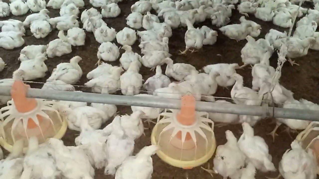 Broiler farm 29th day