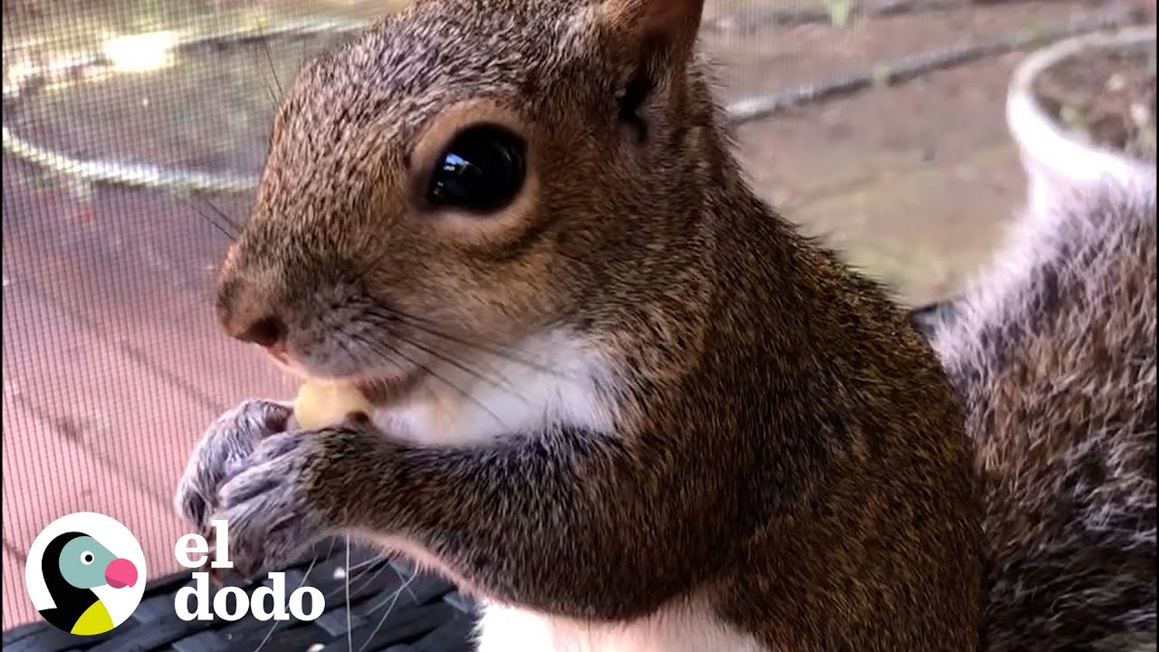 Ardilla visita a la familia que lo rescató I El Dodo