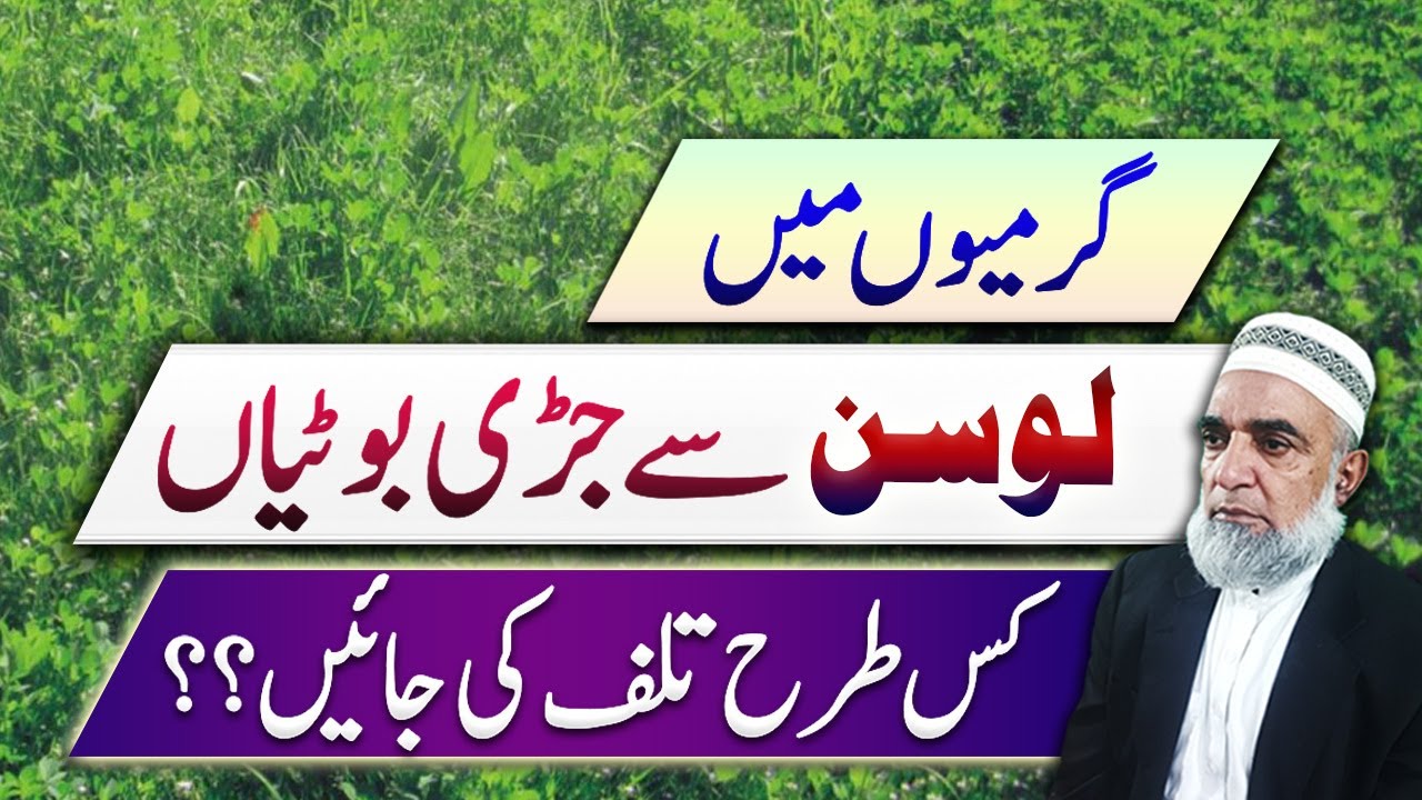 How to control weeds from Lucerne during Summer season || Crop Reformer