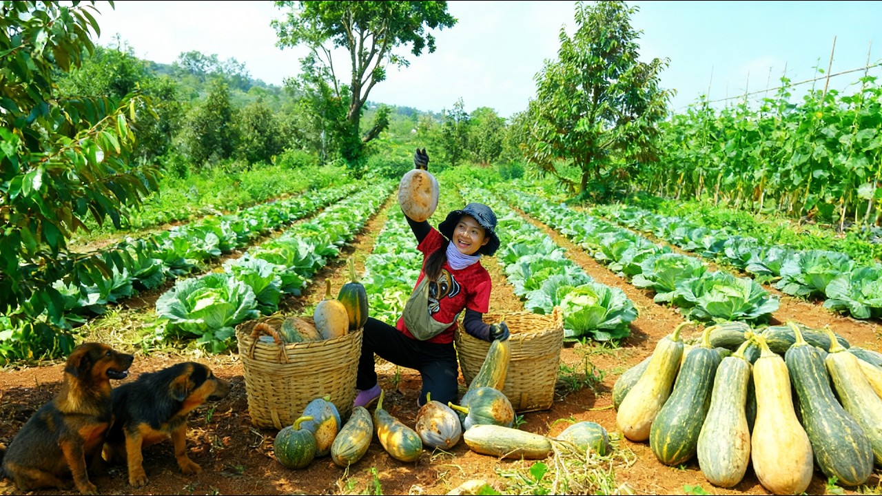 Harvest Pumpkins To Sell At The Market – Cook, Garden, Build A Farm