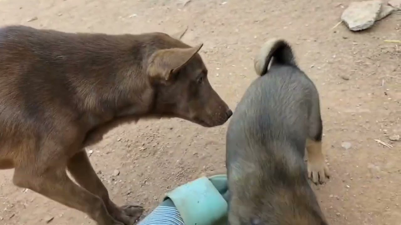 Baby dog 