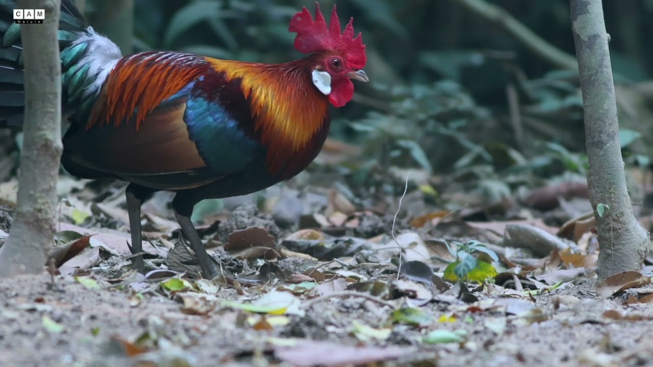 Red Jungle Fowl, male and female foraging | Beautiful Rooster | Cam Nature | Rooster and Hen |