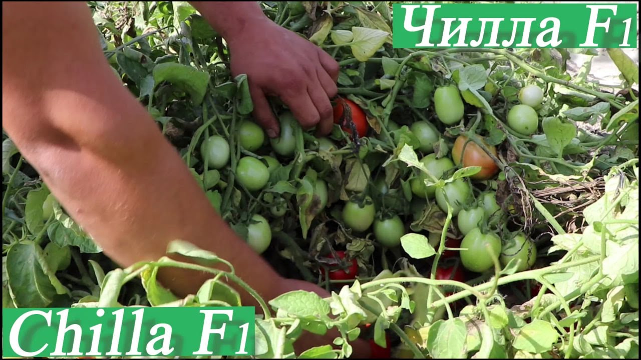Мингбулоқлик деҳқонни ҳосили билан лол қолдираётган Чилла F1 (Tomato Chilla F1-Sakata)