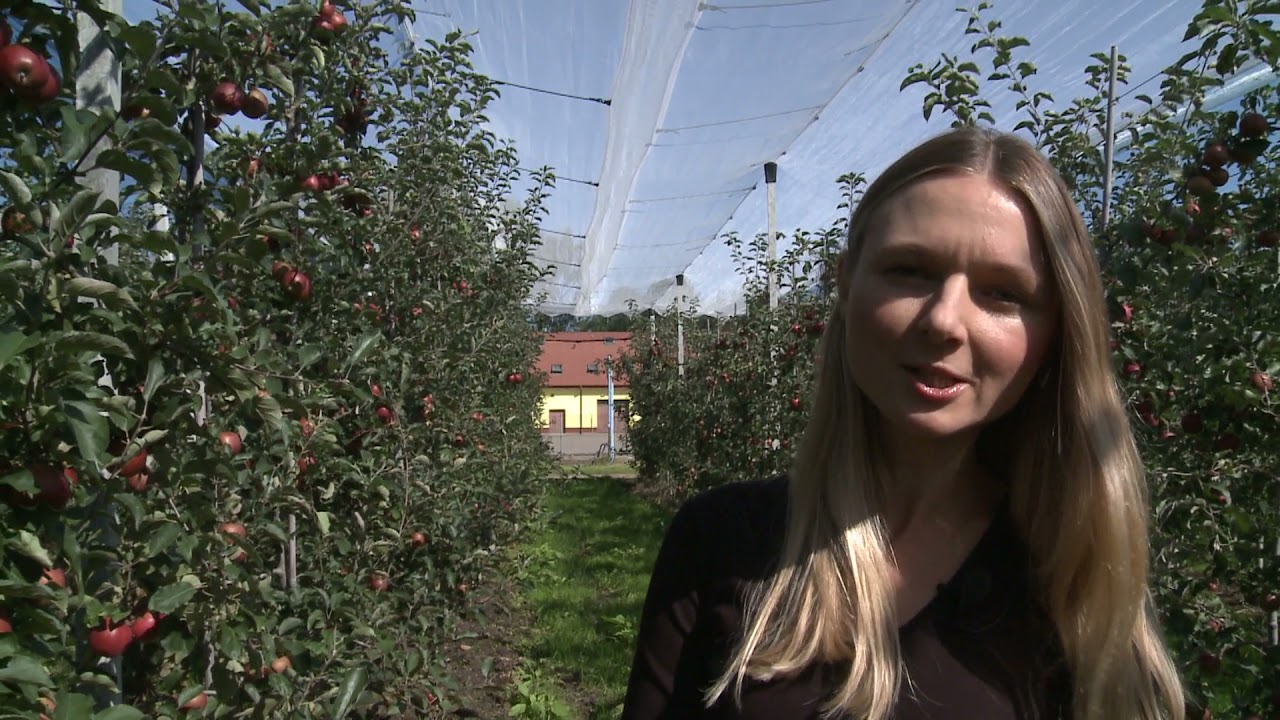 Ocena wpływu różnych systemów utrzymania gleby w sadzie oraz mikoryzy na plonowanie roślin