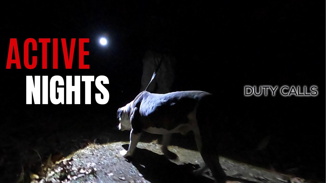 EP5 Active Nights - American Bulldog investigating a disturbance -#americanbulldog