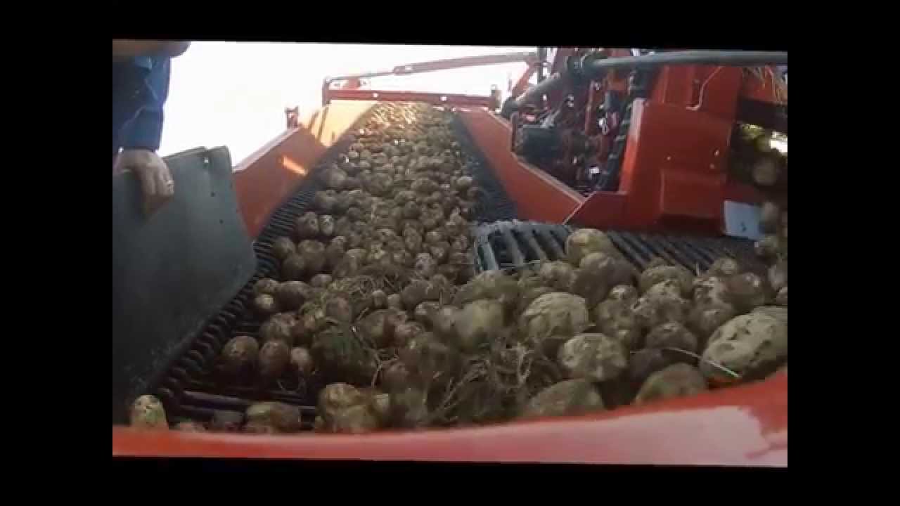 Spudnik Air-Sep harvester with Trash Conveyor option for 6621 and 6631