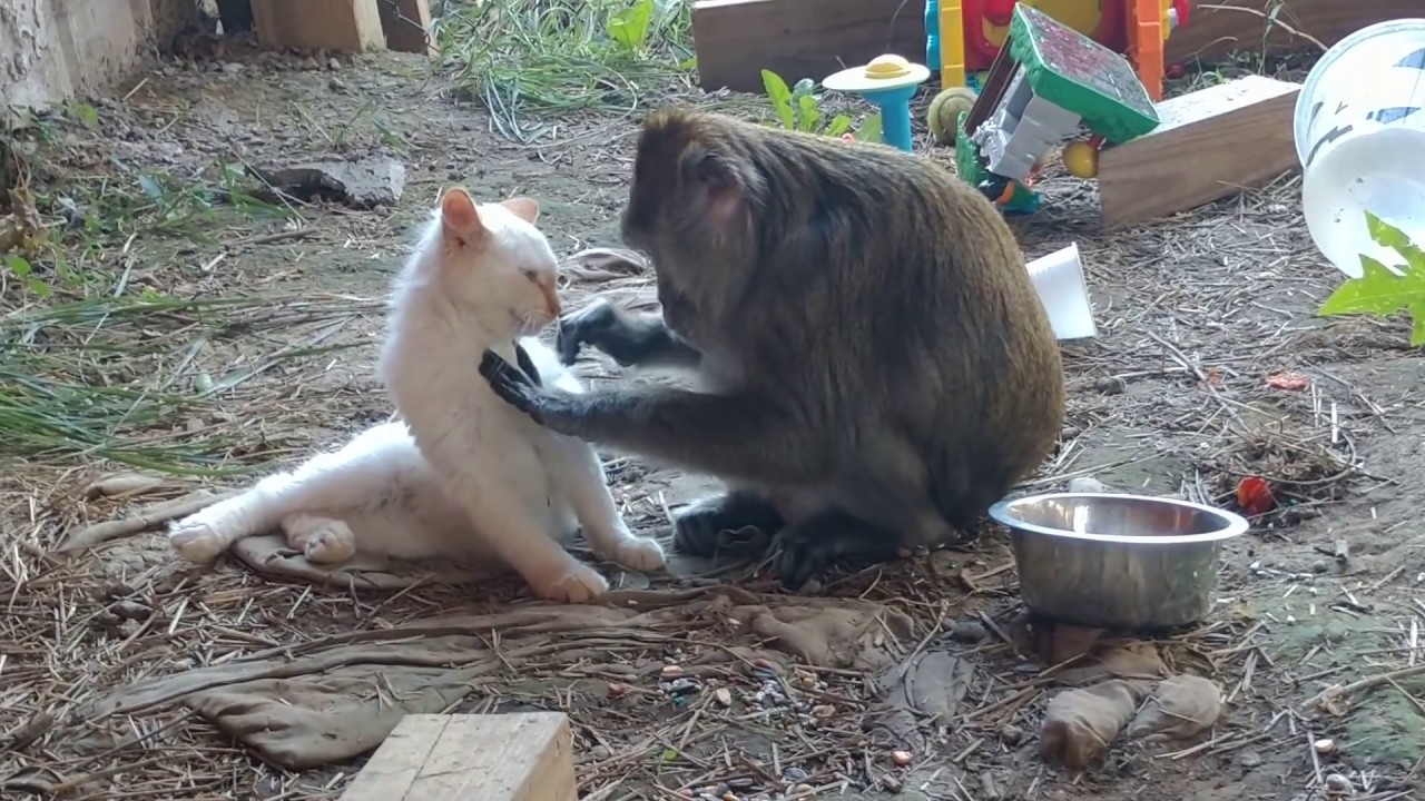 Rescued Monkey Grooms His Rescued Kitty