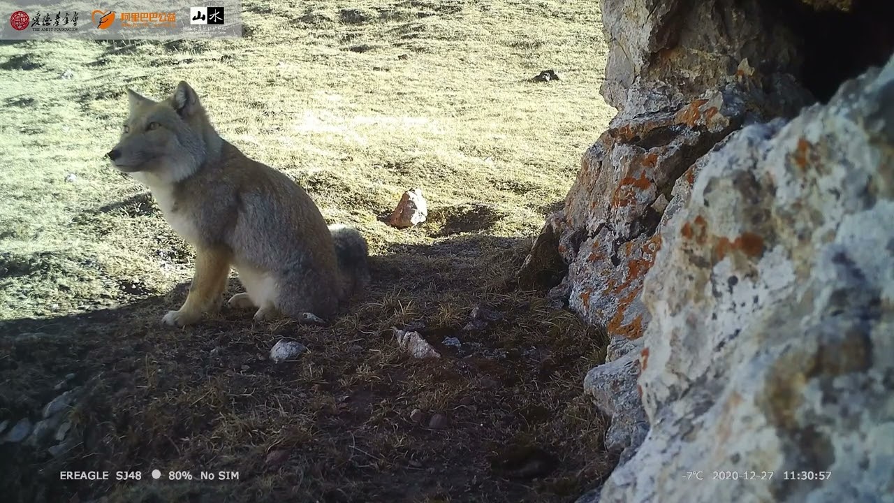 藏狐 Tibetan Fox