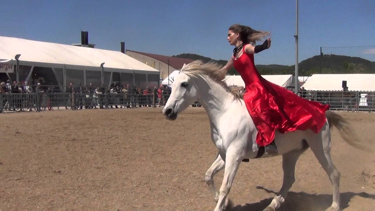 spectacle équestre monte en liberté , au collier et travail à pied