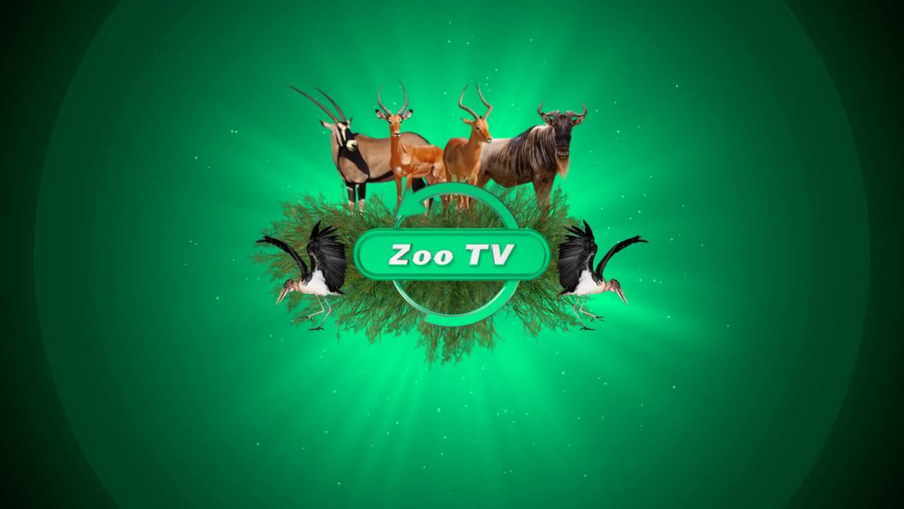 Заставки Zoo TV (2013-н.в.) ОРИГИНАЛ