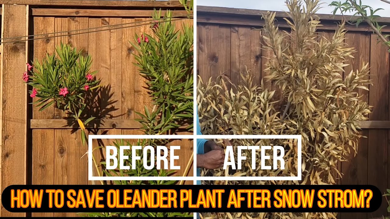 How to save Oleander plants post winter storm