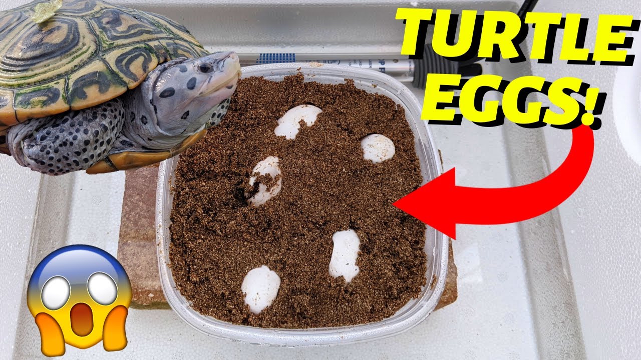 *DIY* Reptile INCUBATOR for $20!