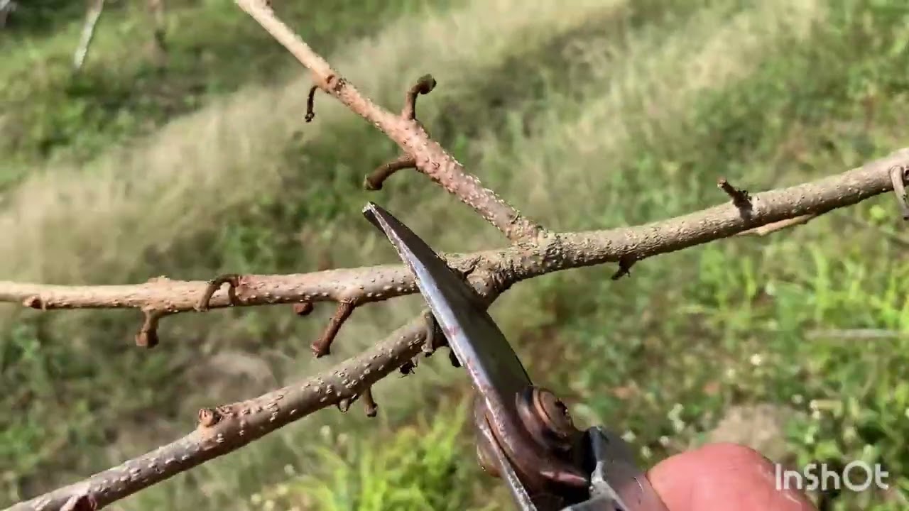 Como podar o pé de caqui ,poda de frutificação ,como podamos caqui aqui no sítio !