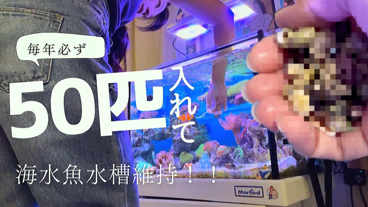 【海水魚水槽】ヤドカリ50匹入れたら大変なことに…