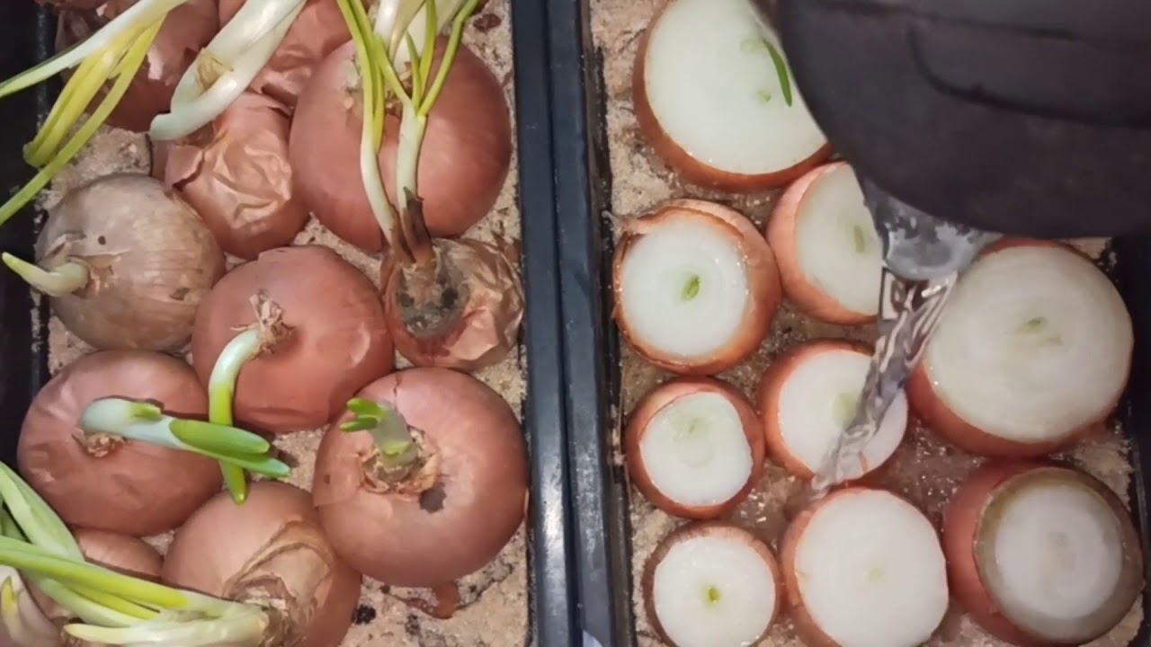 САЖАЕМ ЛУК ДОМА НА ПОДОКОННИКЕ.УЙДА КУК ПИЁЗ УСТИРАМИЗ.👍🏼👍🏼