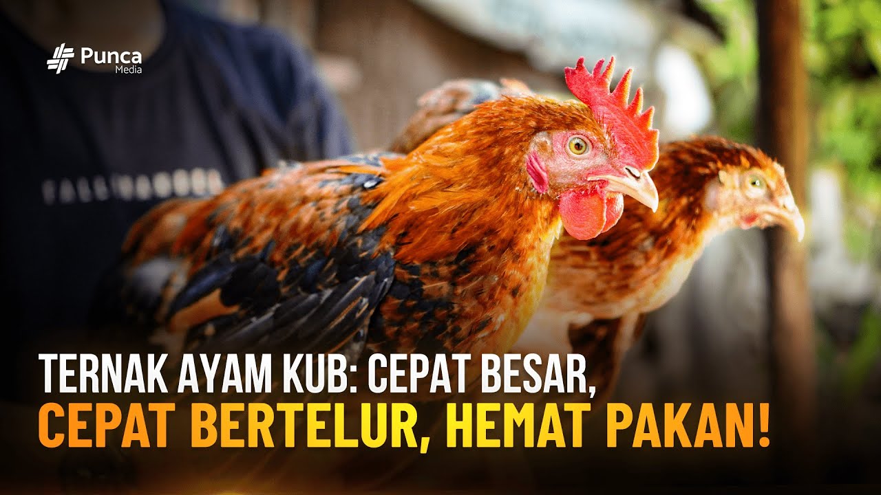 Cara Sukses Ternak Ayam KUB 300 Ekor Untuk Usaha Sampingan di Rumah