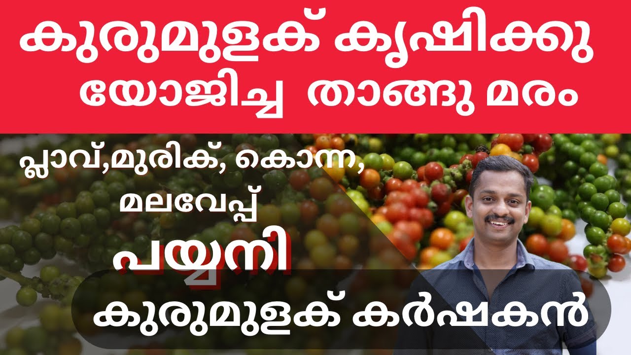 best supportive tree for pepper # payani #malavappu #kurumuaku krishi #black pepper farming