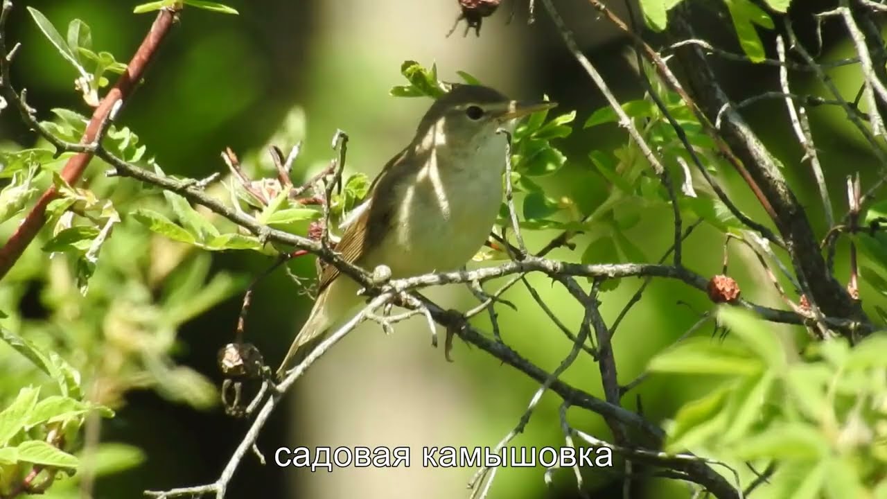 Луговые птицы Битцевского леса