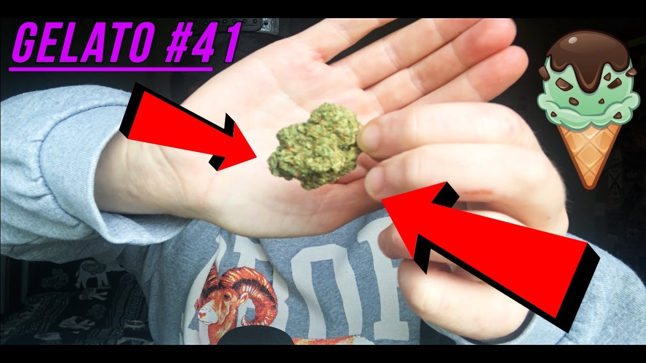 Gelato #41 Strain Review