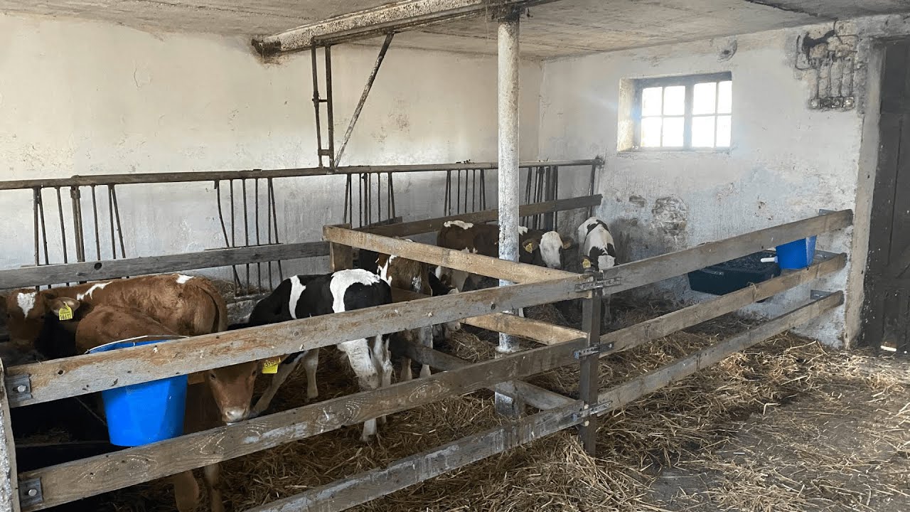 codzienne obowiązki pojenie cieląt
