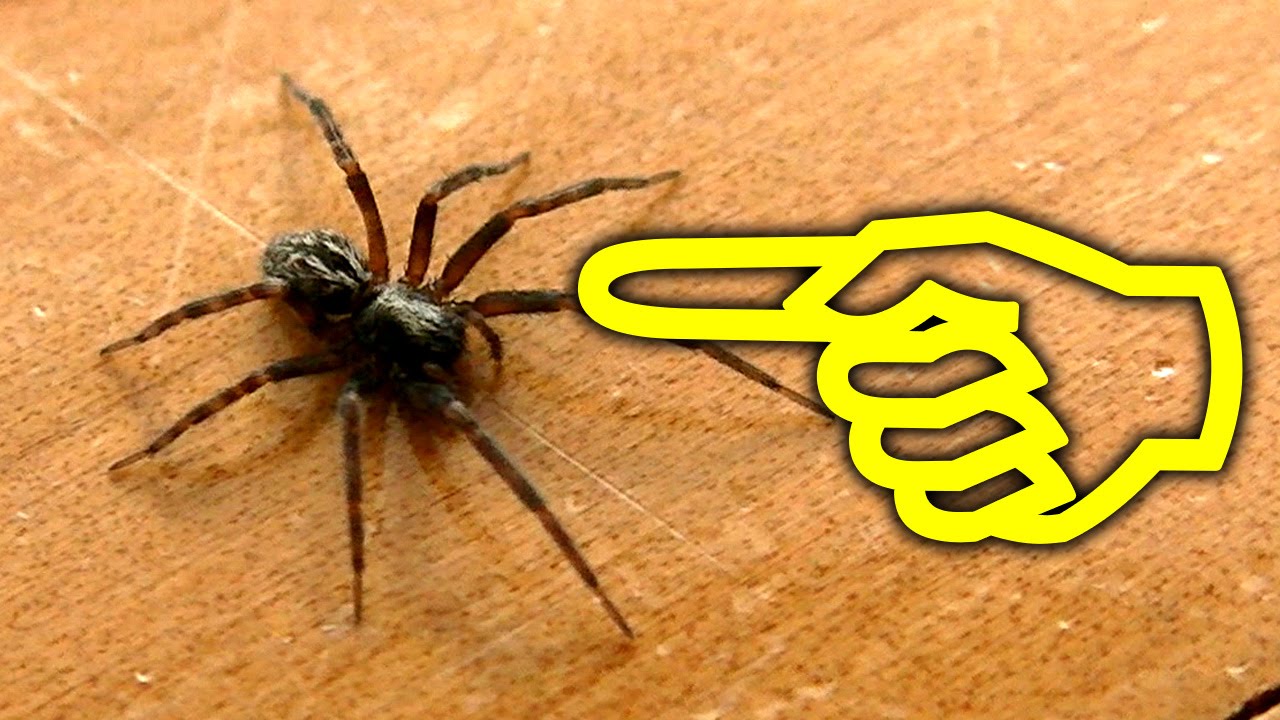Sneaky Black Spider On The Hot Wheels Toy Dad Get The Dyson