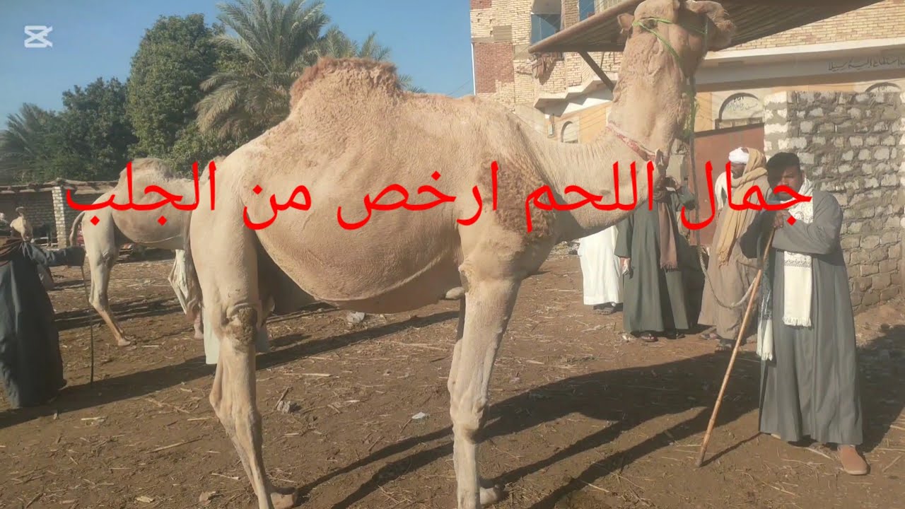 اسعار جمال اللحم من داخل سوق دراو الاحد١ ديسمبر ٢٠٢٤