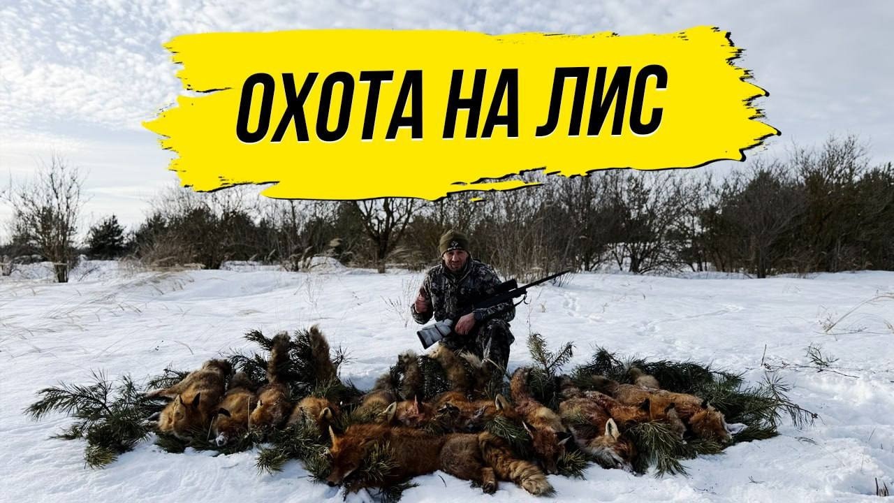 2 ДНЯ ОХОТЫ НА ЛИСУ. Добыча с дальней дистанции (490 метров)