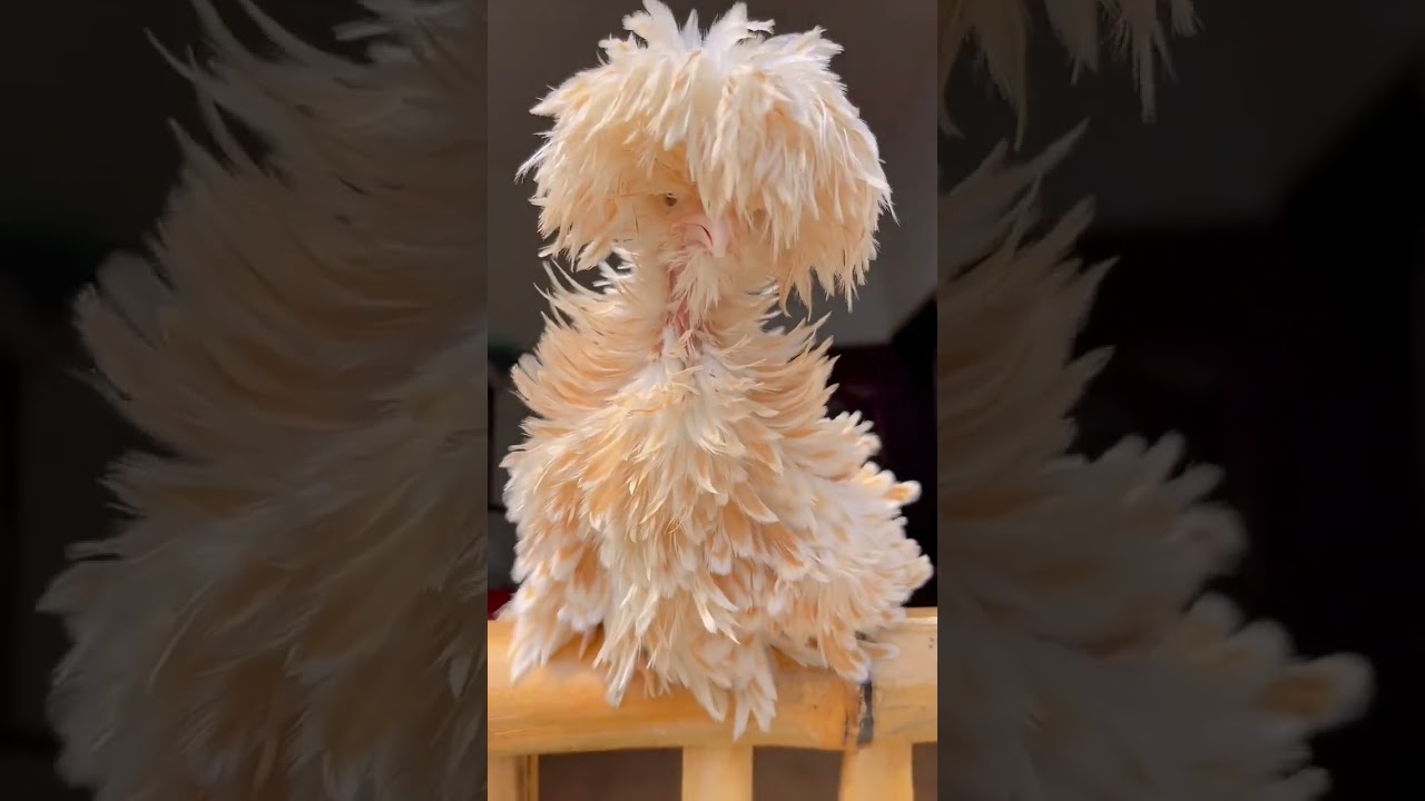 pet chicken
