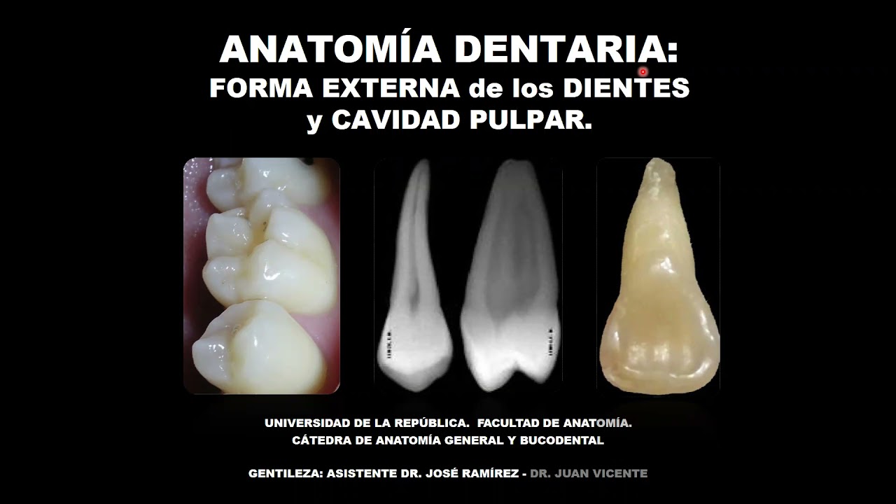 Generalidades de Anatomía Dentaria - Parte 2 - Anatomía