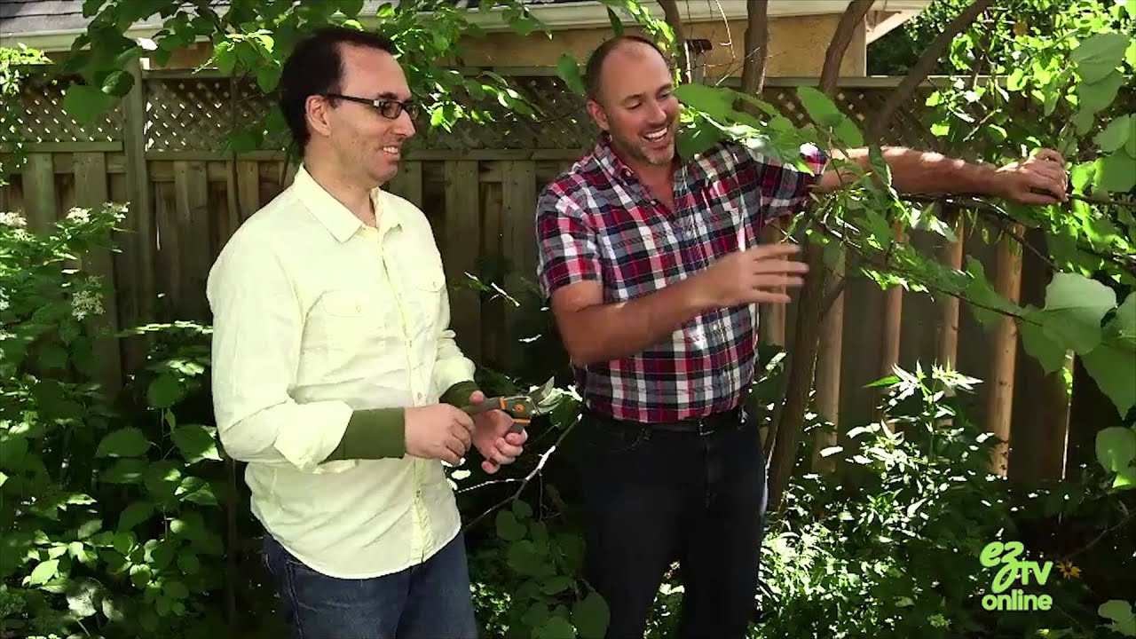 Tree Pruning Basics