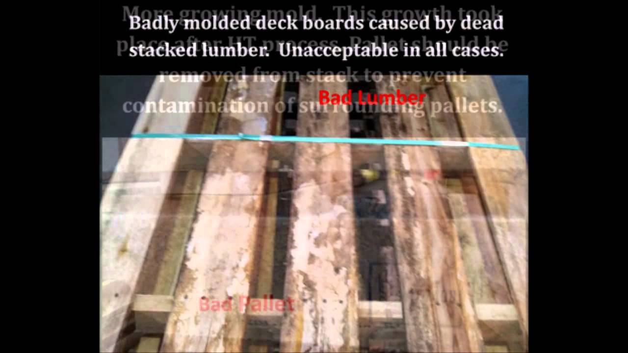 Mold vs. Pallets