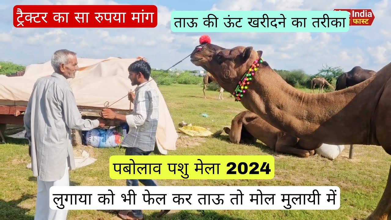 लुगाया को भी फेल कर ताऊ का ऊंट खरीदने का तरीका तो।।pabolav pashu mela 2024