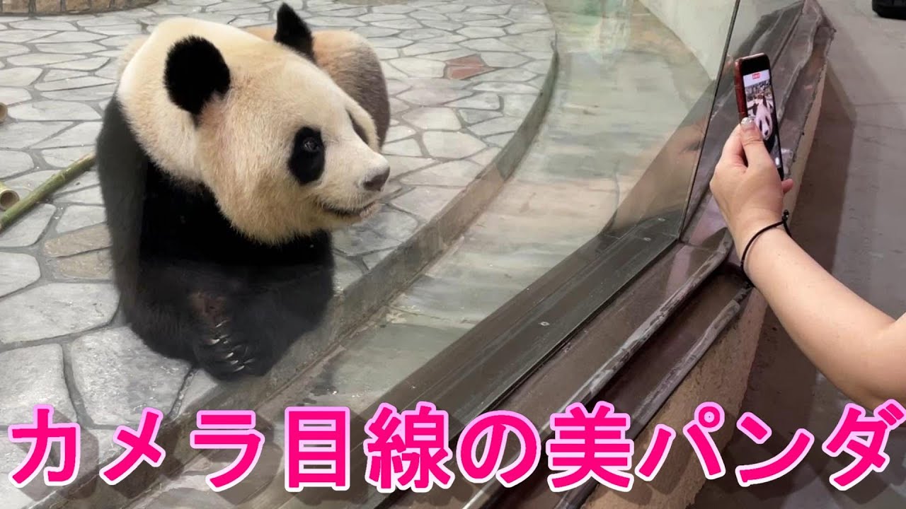 【パンダがいた熱い日本】】偉大なる母パンダ良浜　可愛いだけじゃない！あざとく生きる！